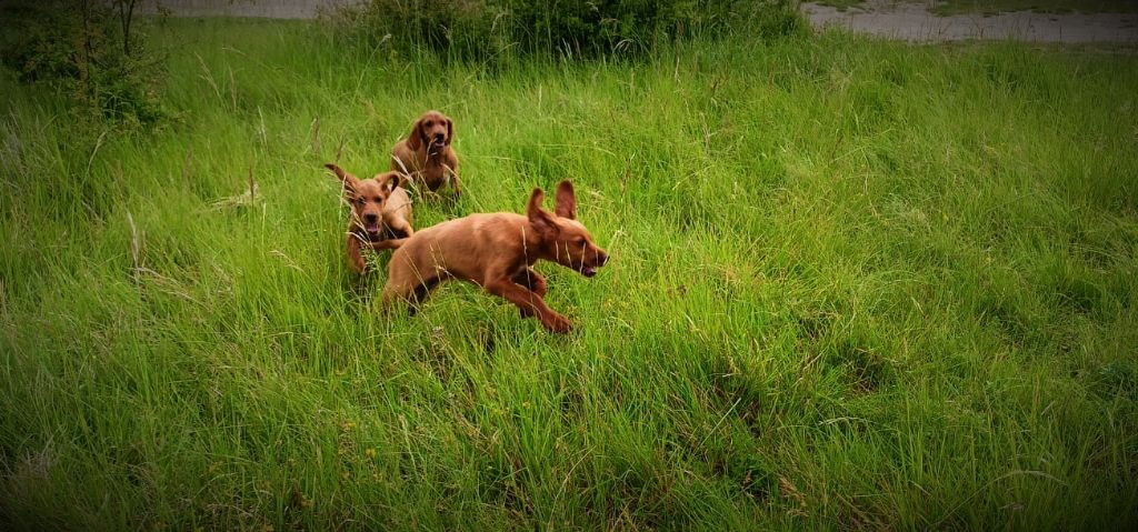 chiot Setter irlandais rouge de la Cadence du doux Berger