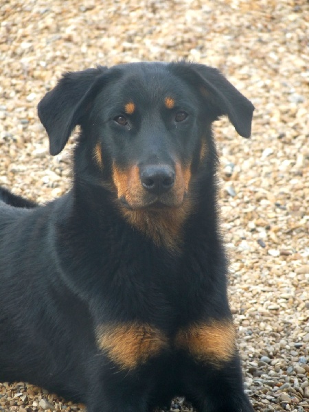 D'akoona black de la Cadence du doux Berger