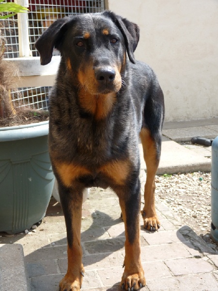 A'oumiak blue Des bergers de corail