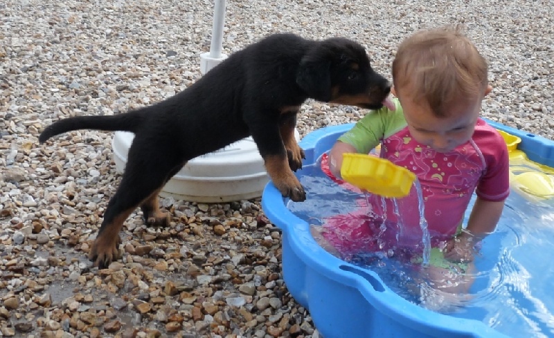de la Cadence du doux Berger - Berger de Beauce - Portée née le 21/05/2011